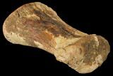 Hadrosaur (Edmontosaur) Phalange Bone - Montana #130262-2